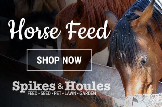 Shop Horse Feed